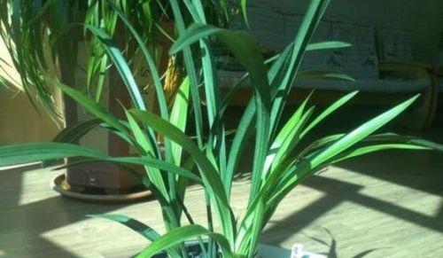 兰花为什么不开花？兰花不开花的原因和解决方法是什么？