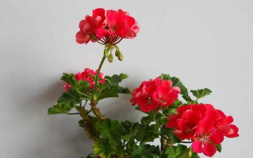 天竺葵不开花怎么办？天竺葵不开花的原因和处理方法是什么？