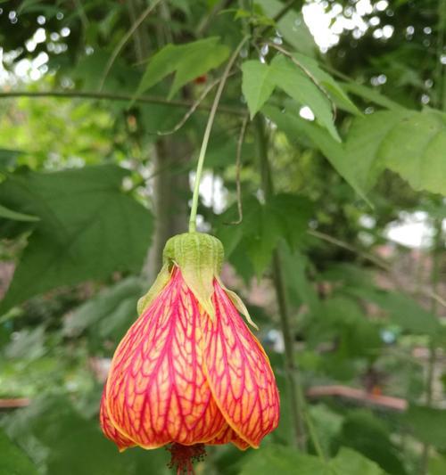 灯笼花叶子发黑怎么办？灯笼花叶子发黑的原因和处理方法是什么？