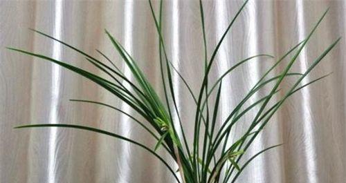 尿液可以浇兰花吗？尿液浇兰花的利弊和注意事项是什么？