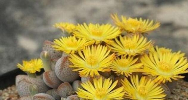 石生花开花后怎么处理？石生花开花后的养护方法和注意事项是什么？