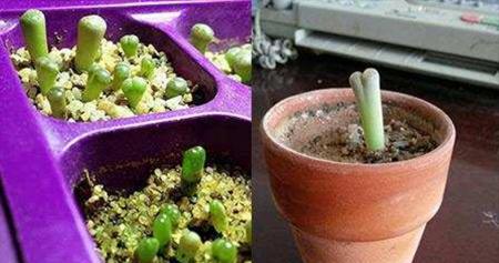 石生花开花后怎么处理？石生花开花后的养护方法和注意事项是什么？