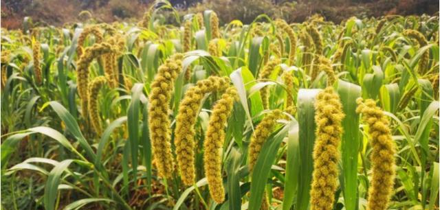 小米种植时间和方法是什么？小米种植注意事项有哪些？