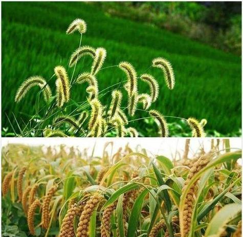 小米种植时间和方法是什么？小米种植注意事项有哪些？