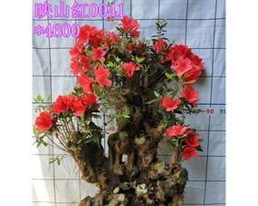 野生杜鹃花老桩怎么养？野生杜鹃花老桩养殖方法和养护事项是什么？