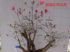 野生杜鹃花老桩怎么养？野生杜鹃花老桩养殖方法和养护事项是什么？