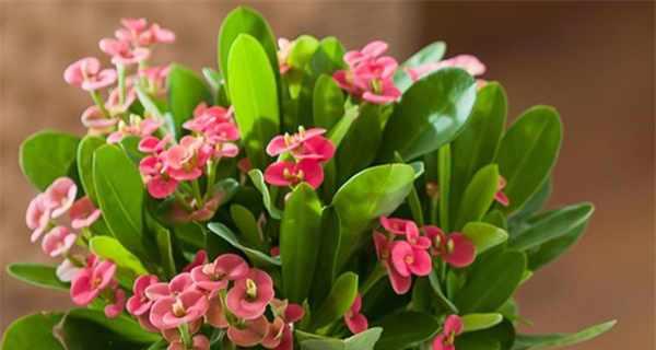 虎刺梅冬天开花吗？虎刺梅冬季开花条件是什么？