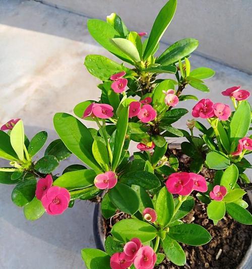 虎刺梅冬天开花吗？虎刺梅冬季开花条件是什么？