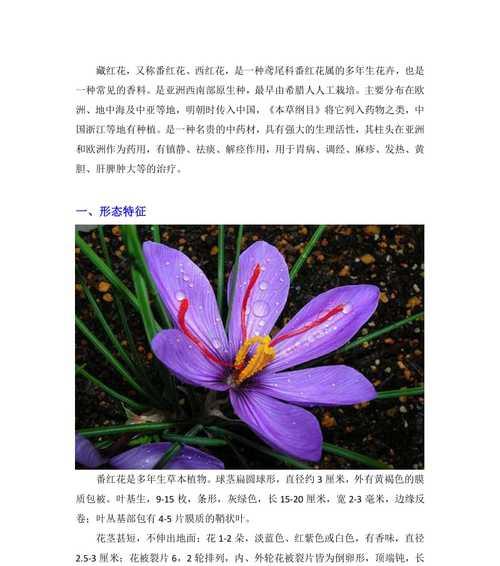 红菊花的功效与作用是什么？红菊花的药用价值有哪些？