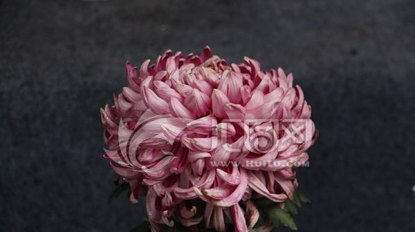 红菊花的功效与作用是什么？红菊花的药用价值有哪些？