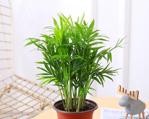 椰子几月份成熟上市？椰子的成熟时间和季节是什么？