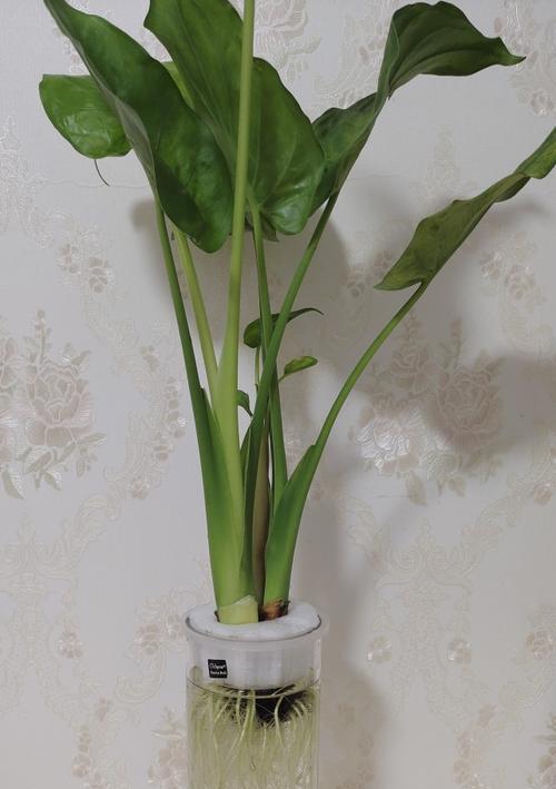 幸运草可以水培吗？幸运草水培方法和注意事项是什么？