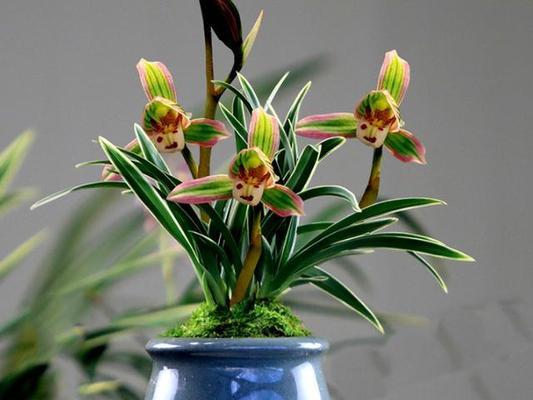 香水兰花香有毒吗？香水兰花香的毒性有多大？