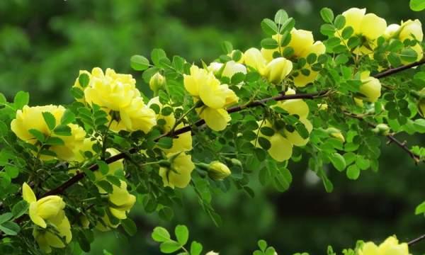 刺玫花怎么养才能长得好？刺玫花养护方法和注意事项是什么？