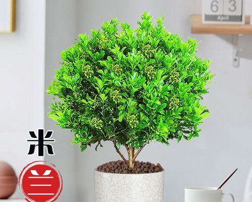 米兰用什么盆栽好？米兰盆栽容器选择和种植方法是什么？
