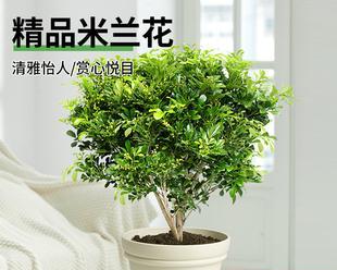 米兰用什么盆栽好？米兰盆栽容器选择和种植方法是什么？