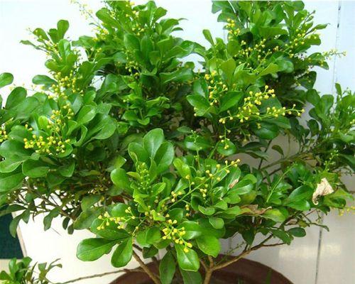 米兰用什么盆栽好？米兰盆栽容器选择和种植方法是什么？