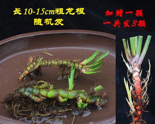 石菖蒲是热性还是凉性？石菖蒲的性味和功效是什么？
