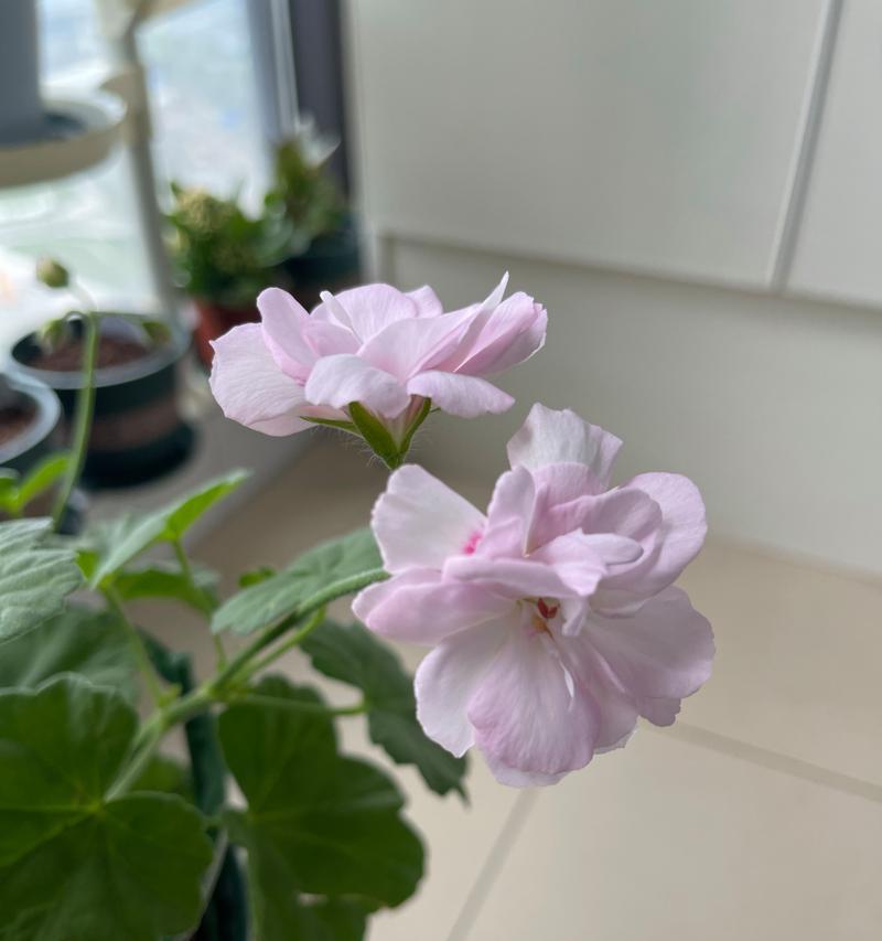大力水手天竺葵勤花吗？大力水手天竺葵的开花次数和花期是什么？