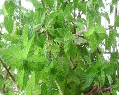 烧仙草是什么草？烧仙草的植物分类和特点是什么？