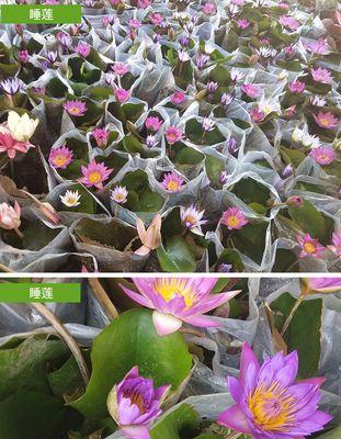 荷花可以种在土里吗？荷花土培方法和注意事项是什么？