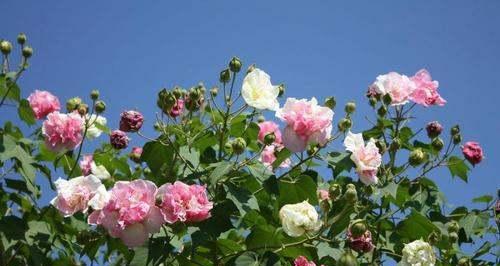 木芙蓉什么季节开花？木芙蓉的花期和开花时间是什么时候？