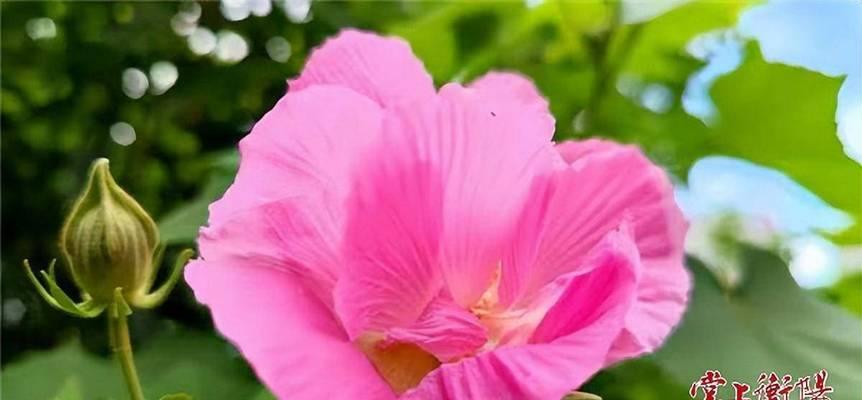 木芙蓉什么季节开花？木芙蓉的花期和开花时间是什么时候？