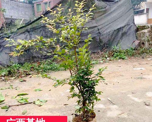 嘉宝果用什么肥料？嘉宝果施肥方法和注意事项是什么？