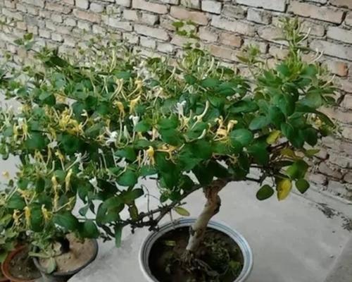 金银花盆景栽培技术有哪些？金银花盆景养护方法是什么？