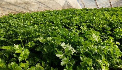 小香芹的种植方法和时间是什么？小香芹种植注意事项有哪些？