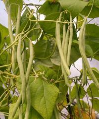 豆类植物有哪些？常见的豆类植物有哪些？