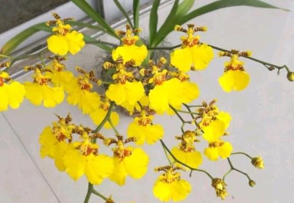 跳舞兰的花语和寓意是什么？跳舞兰的象征意义是什么？