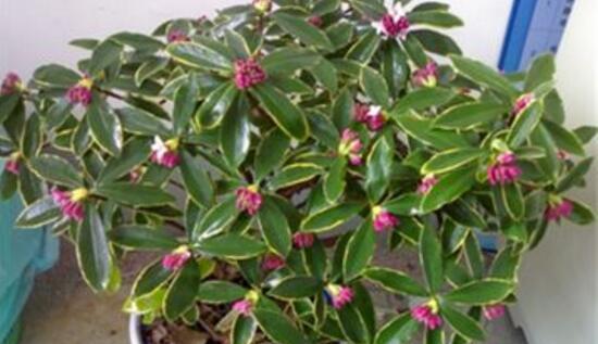 蟹子莲不开花怎么办？蟹子莲不开花的原因和处理方法是什么？