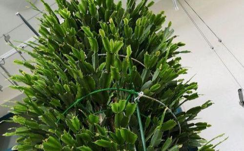 蟹子莲不开花怎么办？蟹子莲不开花的原因和处理方法是什么？