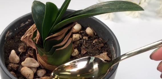 油烟机油可以浇花吗？油烟机油浇花的注意事项是什么？