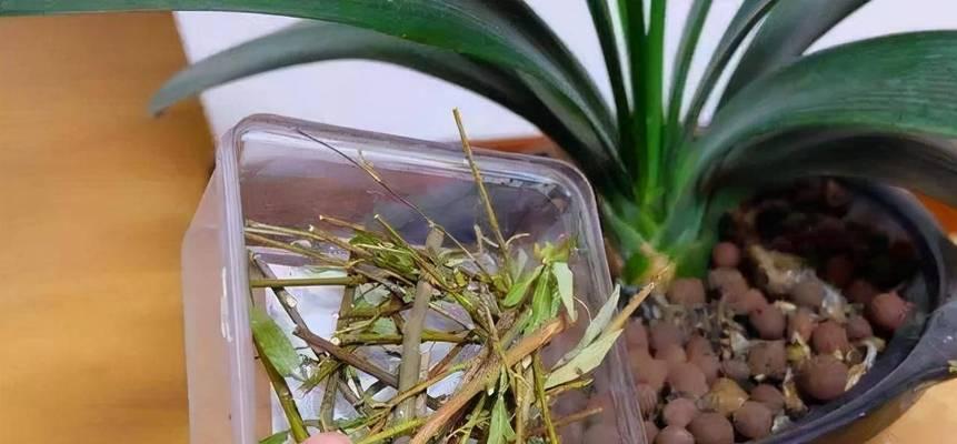 油烟机油可以浇花吗？油烟机油浇花的注意事项是什么？