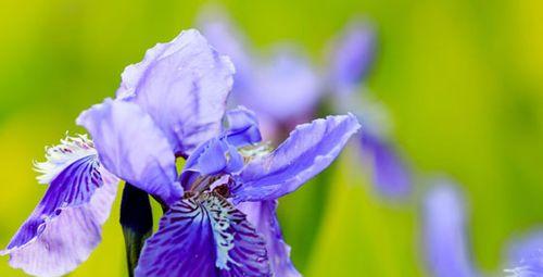 水杉树的花语是什么？水杉树有哪些寓意？