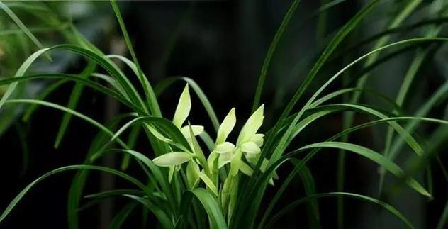 绍兴兰花的花语是什么？绍兴兰花有哪些寓意？