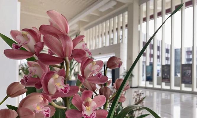 绍兴兰花的花语是什么？绍兴兰花有哪些寓意？