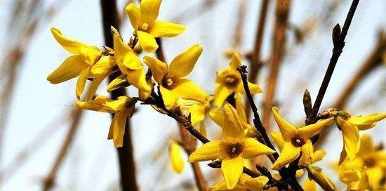 连翘花的寓意是什么？连翘花有哪些风水象征意义？