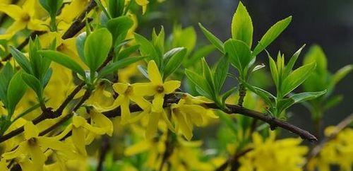 连翘花的寓意是什么？连翘花有哪些风水象征意义？