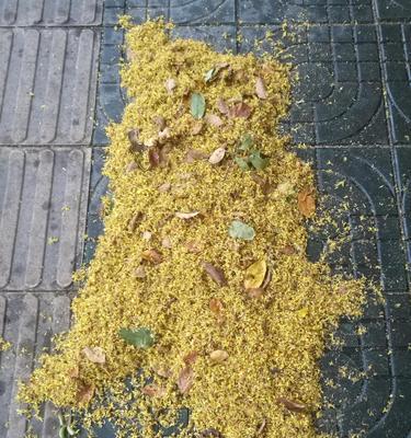 栾树的寓意是什么？栾树有哪些象征意义？