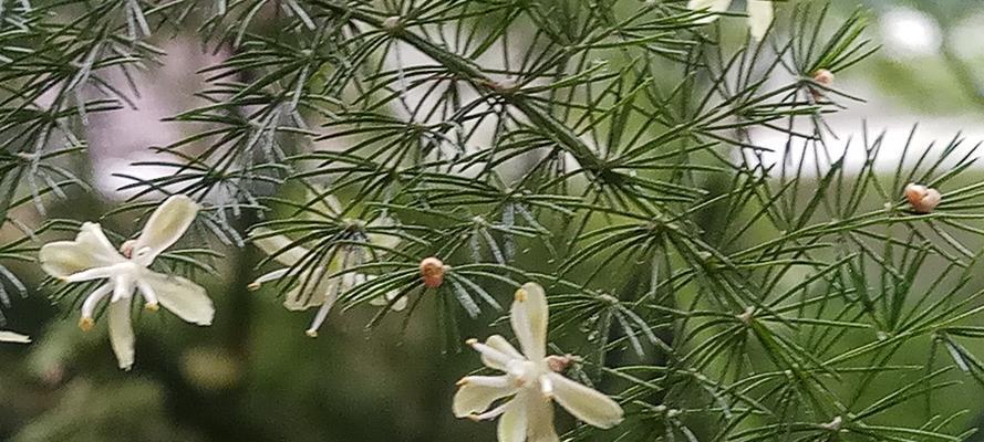 文竹代表什么？文竹有哪些寓意？