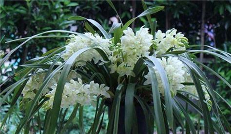 哪些植物代表君子？君子的植物有哪些花语？