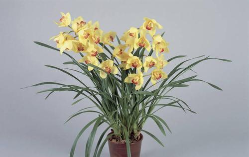 哪些植物代表君子？君子的植物有哪些花语？