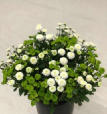 绿色雏菊的花语是什么？绿色雏菊有哪些寓意？