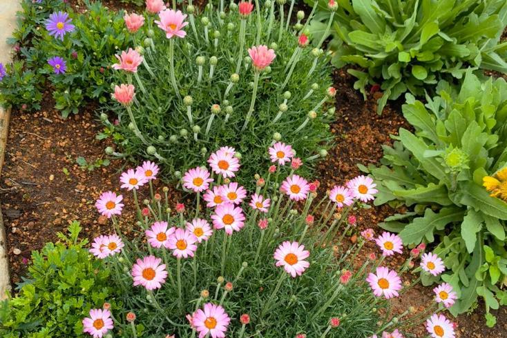 绿色雏菊的花语是什么？绿色雏菊有哪些寓意？