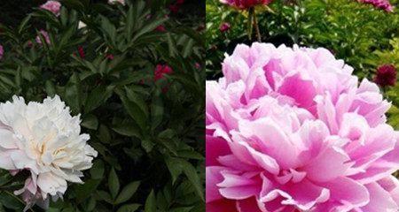 芍药花的花语是什么？芍药花有哪些寓意？