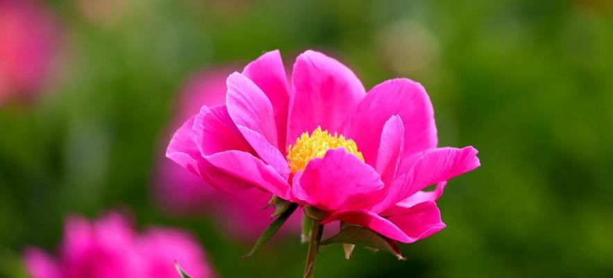 芍药花的花语是什么？芍药花有哪些寓意？
