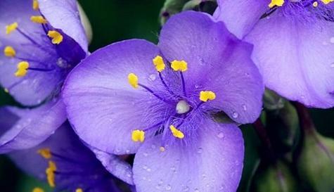 代表爱的花是什么？爱花语是什么？